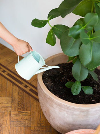 Bien entretenir ses plantes - conseils et astuces